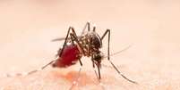 Anopheles gambiae, mosquito africano da malária, exibe forte impulso inato para procurar humanos (Imagem: jcomp/Freepik)  Foto: Canaltech