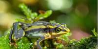 Muitas espécies ainda são consideradas extintas, mas outras foram redescobertas na natureza  Foto: Morley Read