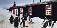 Pinguins-gentoo são espécie comum em Port Lockroy  Foto: Lucy Bruzzone/UKAHT / BBC News Brasil