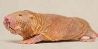 Os ratos-toupeiras-pelados vivem por 30 anos, são resistentes a doenças crônicas e têm um notável sistema reprodutor  Foto: Alamy / BBC News Brasil