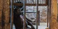 Bua Noi tem 34 anos e é a última gorila em cativeiro no Pata Zoo  Foto: Reuters