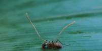 Depois da infecção pelo Cordyceps, o comportamento dos insetos é totalmente alterado, e eles se tornam “zumbis”  Foto: Flickr/Stephen Goddard