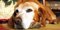 Conheça agora quais problemas de saúde podem afetar cães idosos -  Foto: Shutterstock / Alto Astral