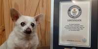 Spike, de 23 anos, com título de cachorro mais velho do mundo  Foto: GUINNES WORLD RECORDS