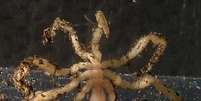 Aranha-do-mar pode regenerar órgãos, diz pesquisa  Foto: Wikimedia 