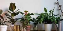 Tenha essas plantas em seu lar -  Foto: Shutterstock / João Bidu