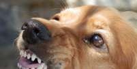 Cachorras fêmeas tendem a ser menos agressivas que os machos, segundo o estudo  Foto: Pixabay