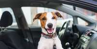 Viajar com o animal de estimação exige cuidados  Foto: Shutterstock / Portal EdiCase