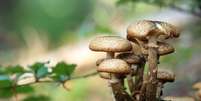 A psilocibina é um composto psicodélico natural que é encontrado em cogumelos   Foto: Poder360