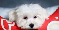 O maltês é um cachorro de pequeno porte Foto: Shutterstock / Portal EdiCase