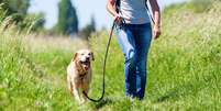 Cachorros sempre devem estar com suas guias na hora de passear –  Foto: Shutterstock / Alto Astral