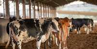 Amostras de animal foram enviadas a um laboratório no Canadá para checar se foi um caso clássico de vaca louca  Foto: CNA/Wenderson Araújo/Trilux