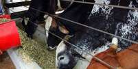 Especialistas acreditam que suspensão das exportações de carne bovina à China devido a caso isolado de mal da vaca louca deve ser resolvido em, no máximo, um mês.  Foto: Epitácio Pessoa/Estadão / Estadão