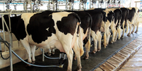 Confinamento em massa de vacas leiteiras   Foto: CanvaPro