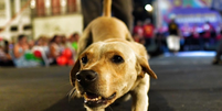 Cachorrinho caramelo que viralizou no carnaval de Recife é adotado  Foto: Reprodução - Instagram