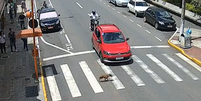 Motociclista atinge carro após motorista frear para cãozinho atravessar rua em MG; veja vídeo  Foto: Reprodução