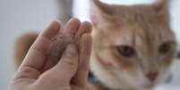 Gatos podem vomitar bolas de pelo com frequência -  Foto: Shutterstock / Alto Astral