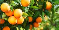 Laranja - Shutterstock  Foto: Sport Life