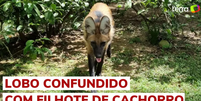 O lobo-guará está na lista de animais ameaçados de extinção no Brasil  Foto: 