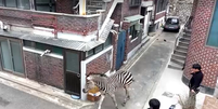 Zebra é filmada após fugir de zoológico da Coréia do Sul  Foto: Reprodução/Reuters