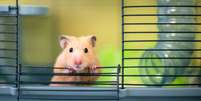 Apesar de serem pequenos, os hamsters demandam bastante cuidado –  Foto: Shutterstock / Alto Astral