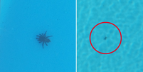 Moradora encontrou quatro aranhas em sua piscina   Foto: Reprodução 7news / Lynda Smith