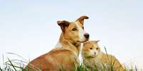 Cães e gatos têm o hábito de comer grama  Foto: Elena Arkadova | Shutterstock / Portal EdiCase