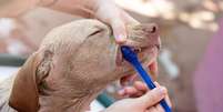 A escovação é importante para prevenir a periodontite em cães -  Foto: Shutterstock / Alto Astral