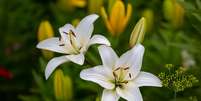 Flores típicas do outono exigem cuidados especiais  Foto: Anton Nikitinskiy | Shutterstock / Portal EdiCase