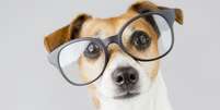 A visão dos cachorros é bem diferente da nossa; entenda - Shutterstock  Foto: Alto Astral