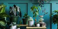 Plantas e flores trazem energia positiva para o lar  Foto: Followtheflow | Shutterstock / Portal EdiCase