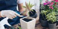 A troca de vaso das plantas é essencial para que elas cresçam bem - Shutterstock  Foto: Alto Astral