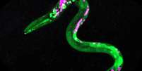 Estudo mostrou que vermes têm alimentação hedônica – popularmente conhecida como larica  Foto: Universidade de Oregon