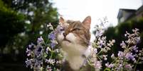 O catnip pode ser oferecido ao gato como recompensa  Foto: Nils Jacobi | Shutterstock / Portal EdiCase