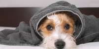 Saiba como manter seu pet higienizado no frio sem causar desconforto - Shutterstock  Foto: Alto Astral