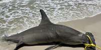 Animal foi encontrado em uma praia do Alabama, nos EUA  Foto: Reprodução/Redes sociais