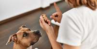 Mesmo que ele faça aquela cara de "pidão", alguns alimentos não devem ser dados aos cães - Shutterstock  Foto: Alto Astral