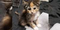 Apenas um em cada 3.000 gatos de chita nasce macho  Foto: Reprodução NoCo Kitties