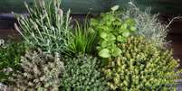 Tenha essas ervas na sua casa -  Foto: Shutterstock / João Bidu