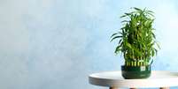 Tenha essa plantinha em casa -  Foto: Shutterstock / João Bidu