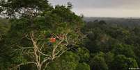 Floresta preservada vale, segundo documento, cerca de 317 bilhões de dólares por ano  Foto: DW / Deutsche Welle