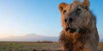 Aos 19 anos, Loonkito teve uma vida mais longa do que a maioria dos leões selvagens  Foto: LION GUARDIANS / FACEBOOK / BBC News Brasil