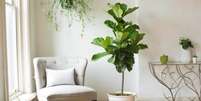 Ficus Lira.  Foto: Sales SP/Reprodu&ccedil;&atilde;o / Casa.com