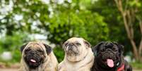 Os pugs têm temperamento amigável e sociável  Foto: Ezzolo | Shutterstock / Portal EdiCase