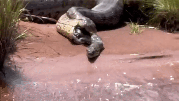 Vídeo de cobra saindo de dentro de outra cobra chamou a atenção de pesquisadores do Instituto Butantan  Foto: Reprodução/YouTube/Marcelo Filho