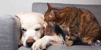 As verminoses são comuns e afetam a saúde de cães e gatos -  Foto: Shutterstock / Alto Astral