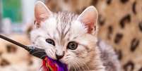 Gatos filhotes precisam de cuidados especiais  Foto: SunRay BRI Cattery RU | Shutterstock / Portal EdiCase