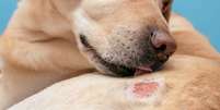 A coceira em cães pode causar lesões e feridas na pele do pet -  Foto: Shutterstock / Alto Astral