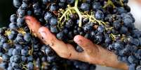 Crise dos vinhos Bordeaux: produtores assinam acordo para arrancar 9% das plantações  Foto: Duvignau/Reuters