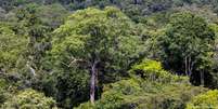No governo Bolsonaro, o desmatamento médio anual na Amazônia brasileira aumentou mais de 75% em comparação com a década anterior.  Foto: DW / Deutsche Welle